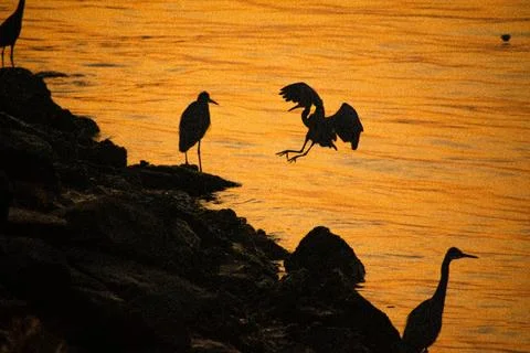 Silhouetted Egrets at Sunset Foto stock