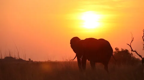 Silhouetted elephant eating at sunset  Stock Footage 22958849