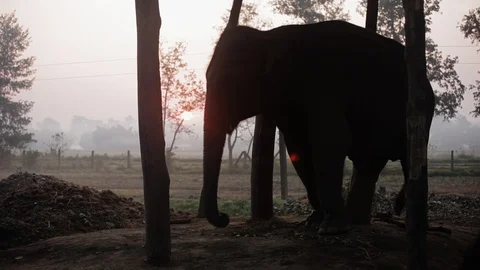 Silhouetted elephant in front of a field Stock Footage 92713172
