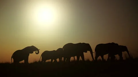 Silhouetted elephant herd walking Vídeo Stock 54498726
