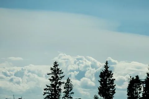 Silhouetted evergreen trees against a dramatic sky with fluffy white clouds 写真素材