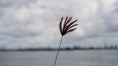 Silhouetted Feather Finger Grass with Cloudy Sky Background Stock Photos