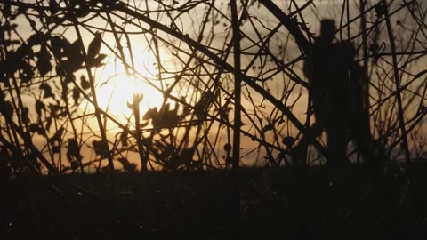 Silhouetted Figures Walking Through Forest at Sunset Stock Footage 268905370