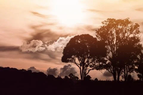 Silhouetted forest and tree with cloudy sky before sunset Stock Photos