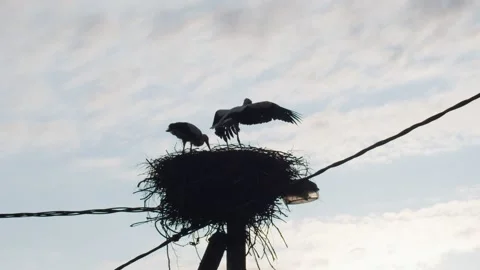Silhouetted front view of nest with two storks flapping wings on blue sky Stock Footage 161140110