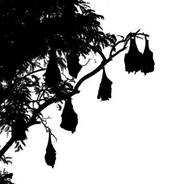 Silhouetted fruit bat on tree Stock Photos