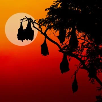 Silhouetted fruit bat on tree at sunset Stock Photos