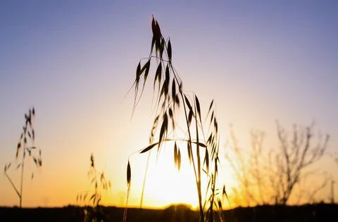 Silhouetted grass against purple and gold sunset sky Stock Photos