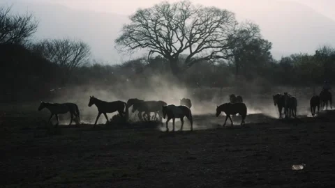 Silhouetted herd stirs dust beneath a lone bare tree at dawn 스톡 동영상 343573966
