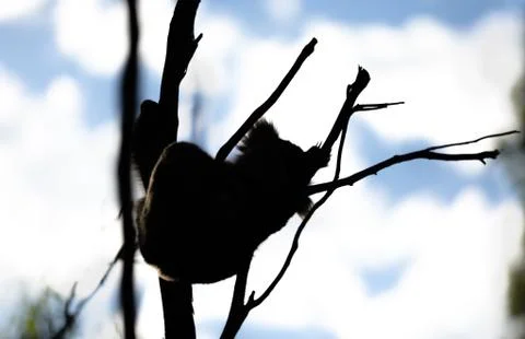 Silhouetted Koala in Tree Stock Photos
