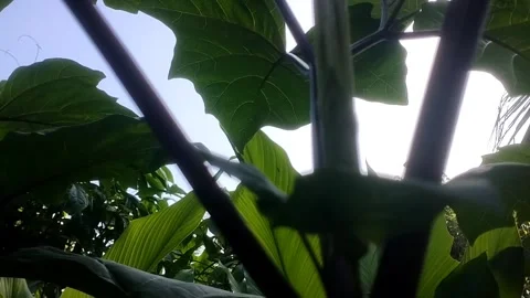 Silhouetted Leaves Under the Sunlight Stock Footage 331935459