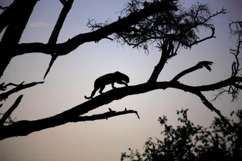 Silhouetted leopard Stock Photos
