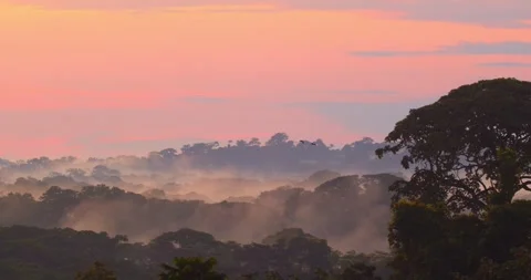 Silhouetted macaw pair glides gracefully through the colorful twilight sky Stock Footage 303257858
