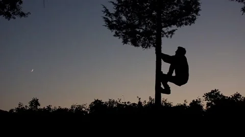 Silhouetted Man Climbs Small Tree and Performs Human Flag, Moon in View Stock Footage 146564469
