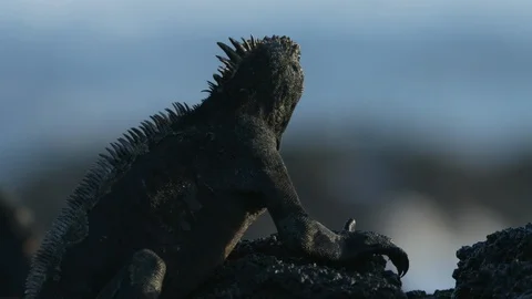 Silhouetted Marine iguana Stock Footage 111245358