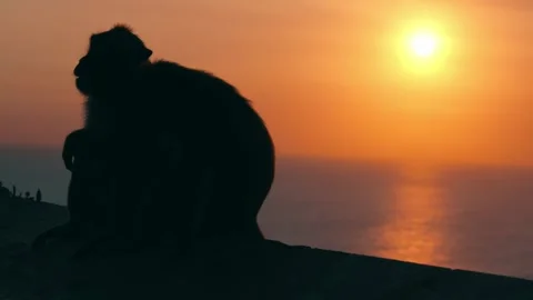 Silhouetted Monkeys Cuddling at Sunset Over Ocean Horizon, Pair of Primates on Vídeo Stock 332152494