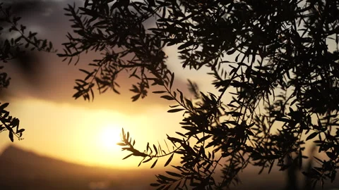Silhouetted olive tree leaves swaying in the wind with a beautiful golden sunset Video stock 340207678
