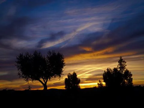 Silhouetted olive tree Stock Photos
