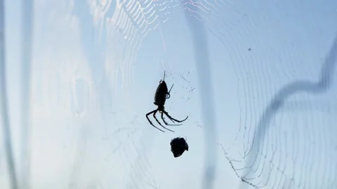 Silhouetted orb-weaver spider hanging in a delicate web against pale blue sky Stock Footage 341049187