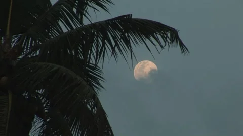 Silhouetted palm fronds frame a full moon rising into a deepening blue dusk sky Stock Footage 319475076
