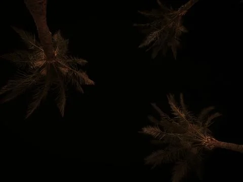 Silhouetted palm tree against deep night sky with dramatic frond shapes, lo.. Stock Photos