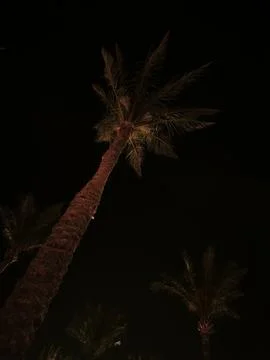 Silhouetted palm tree against deep night sky with dramatic frond shapes, low  Stock Photos