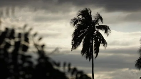 A silhouetted palm tree blows in the wind. Stock Footage 147944828