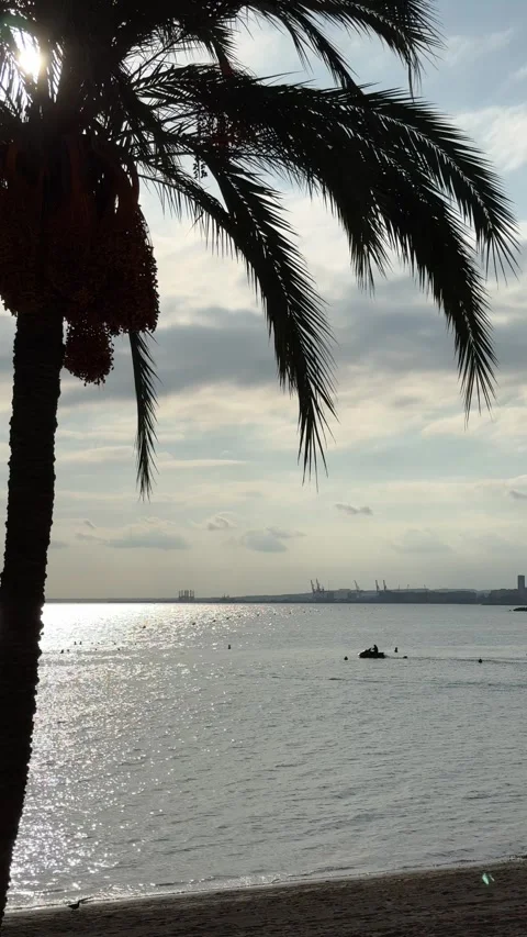Silhouetted palm tree overlooking a shimmering sea in Alicante Stock Footage 294821330