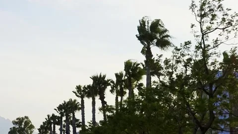 Silhouetted palm trees against a clear evening sky in Antalya, tropical coa.. Vídeo Stock 340241553