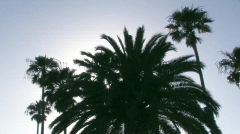 Silhouetted palm trees Stock Footage 473567