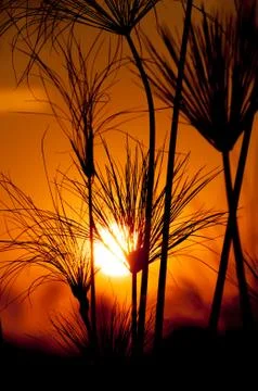 Silhouetted Papyrus during Sunset Stock Photos
