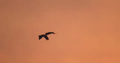 Silhouetted parrot pair take flight through the misty rainforest air, glowing Stock Footage 306047535
