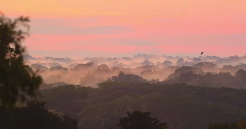 Silhouetted parrots drift through the misty evening air, soaring over Peru’s Stock Footage 306046402