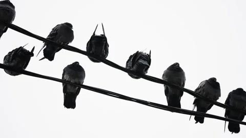Silhouetted pigeons line parallel utility wires against an overcast sky, forming Video stock 327730973
