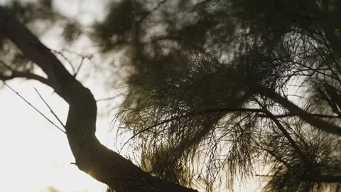 Silhouetted pine branches sway gently against a setting sun 動画素材 339074888