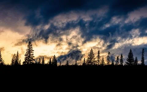 Silhouetted pine forest with dramatic cloudy sunset sky during twilight. Stock Photos