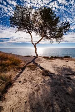 Silhouetted Pine Tree at Sunset on the Coast Stock Photos