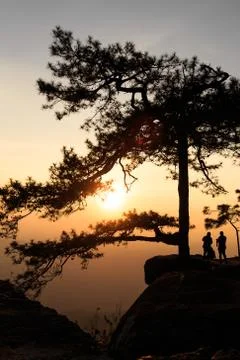 Silhouetted pine tree with sunset Foto stock