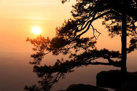 Silhouetted pine tree with sunset Stock Photos