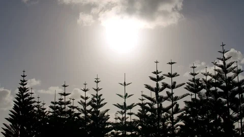 Silhouetted Pine Trees Video stock 86410100