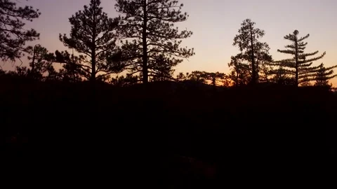 Silhouetted pine trees in orange sunset Stock Footage 138273151
