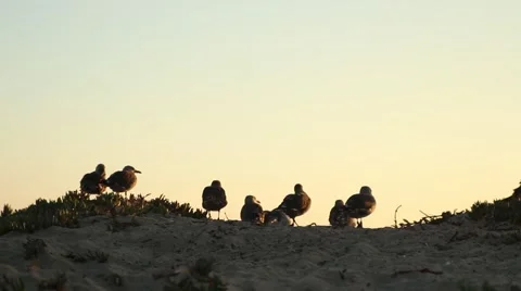 Silhouetted Seagulls Stock-Footage 67639297