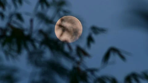 Silhouetted Sentinels: Low Angle View of Trees Against the Night Sky Stock Footage 305917391