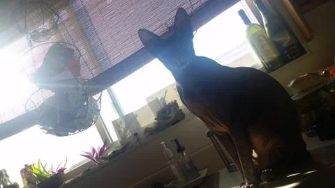 Silhouetted Sphinx Stock Photos