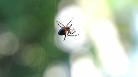 Silhouetted Spider Working On Web Against Dappled Forest Light Stock Footage 335141308
