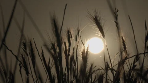 Silhouetted Tall Grass Blows Gently In The Breeze Against Beautiful Evening Sky Stock Footage 254480436