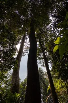 Silhouetted tall tree trunks stretch upward into a dense tropical rainfores.. Фото