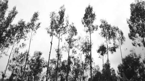 Silhouetted tall trees with delicate branches against a cloudy sky in black.. Stock Photos
