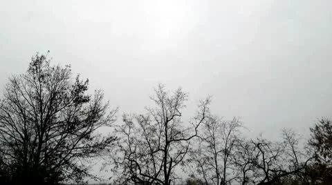 Silhouetted top of trees time-lapse Stock Footage 10571350