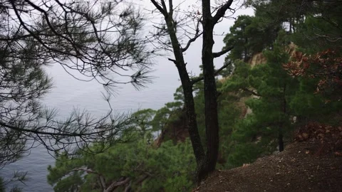 Silhouetted Tree Against Soft Grey Sky And Calm Water Stock Footage 310229369
